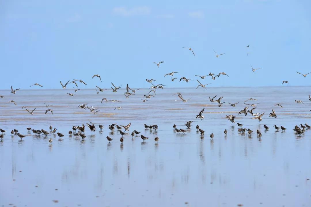 盐城黄海湿地学校入选全球世遗教育创新推荐案例